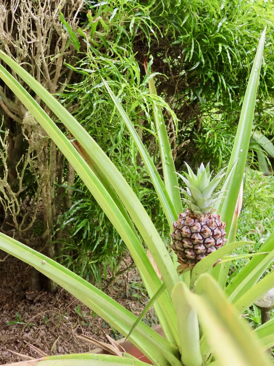 CASA  TROPICANA - Lake View Oasis Near Nuevo Arenal - Gallery image 74
