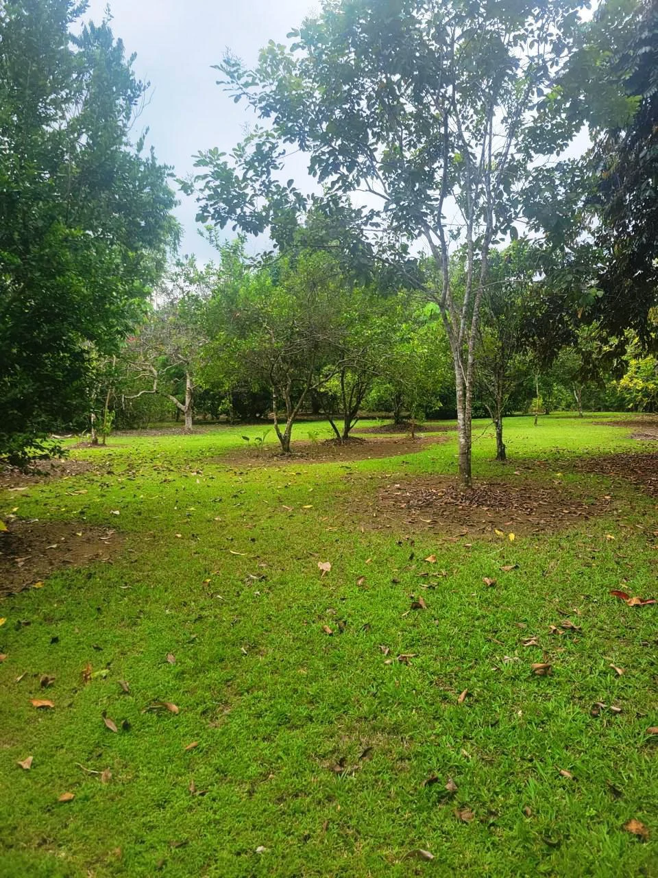 Tropical Fruit Farm in Playa Cañaza Build Your Dream Home in Paradise - Gallery image 17