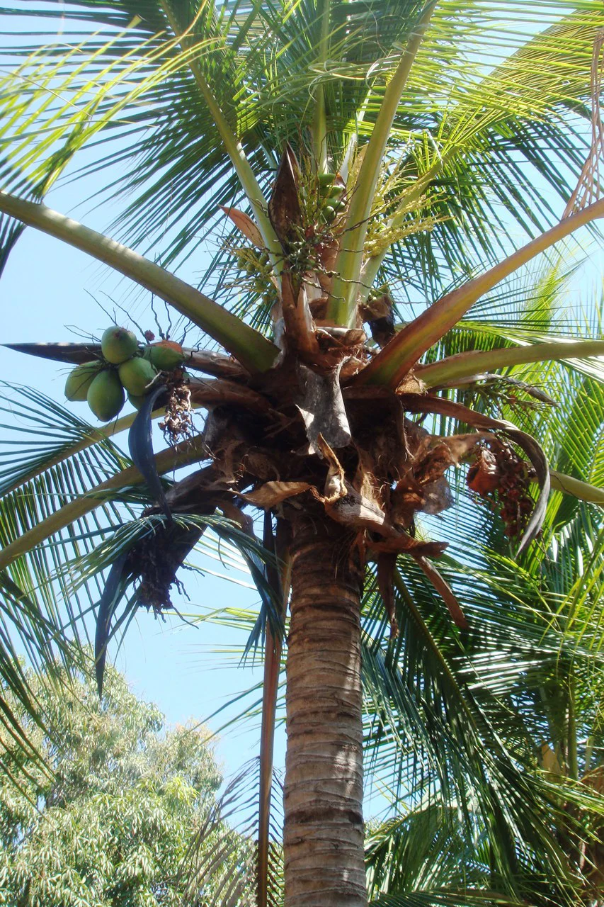 Finca Wellness: Live the Pura Vida Dream – Nature, Privacy & Pacific Beaches - photo 8