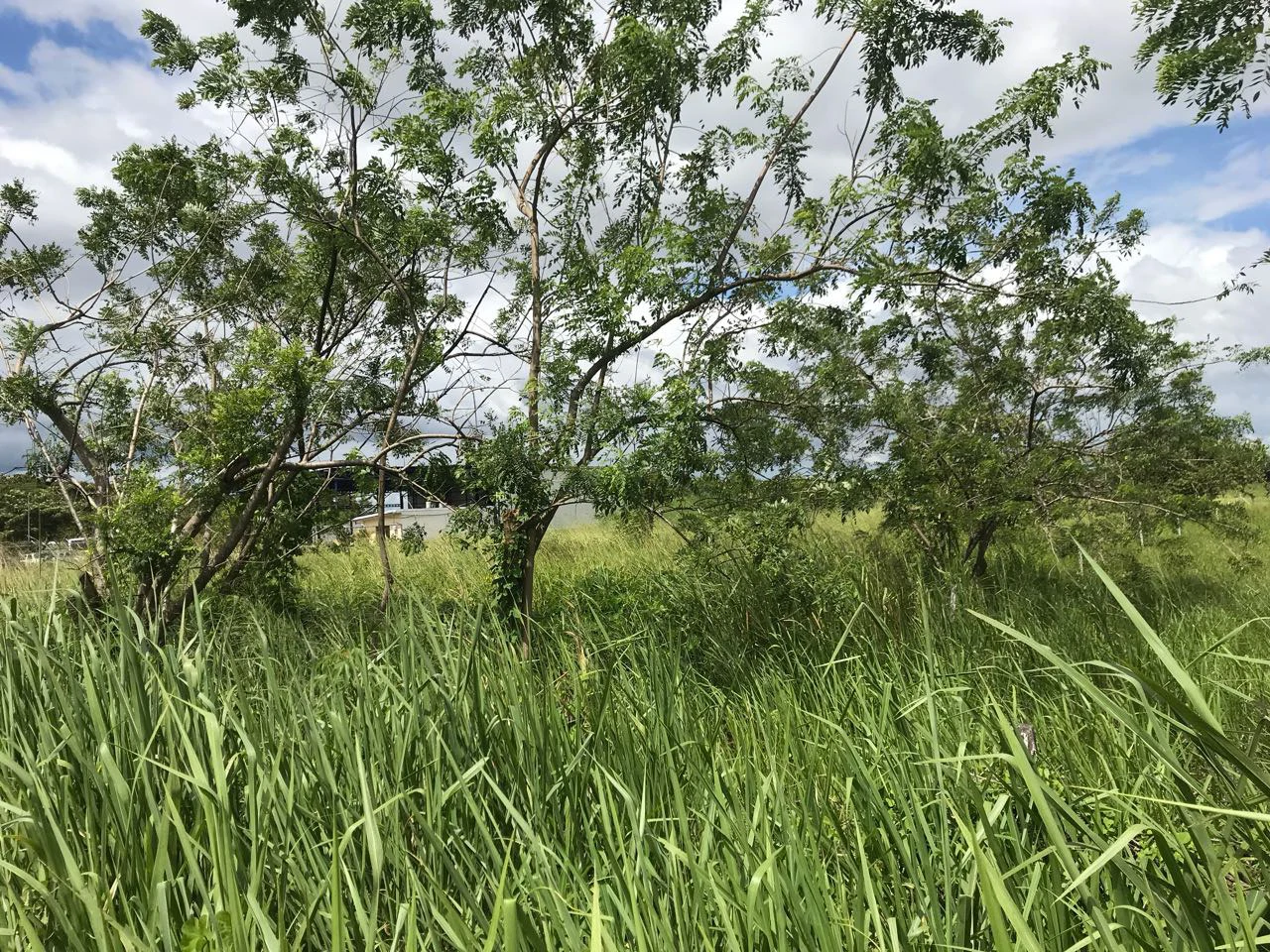 Property near Liberia and Discovery Park - Gallery image 10