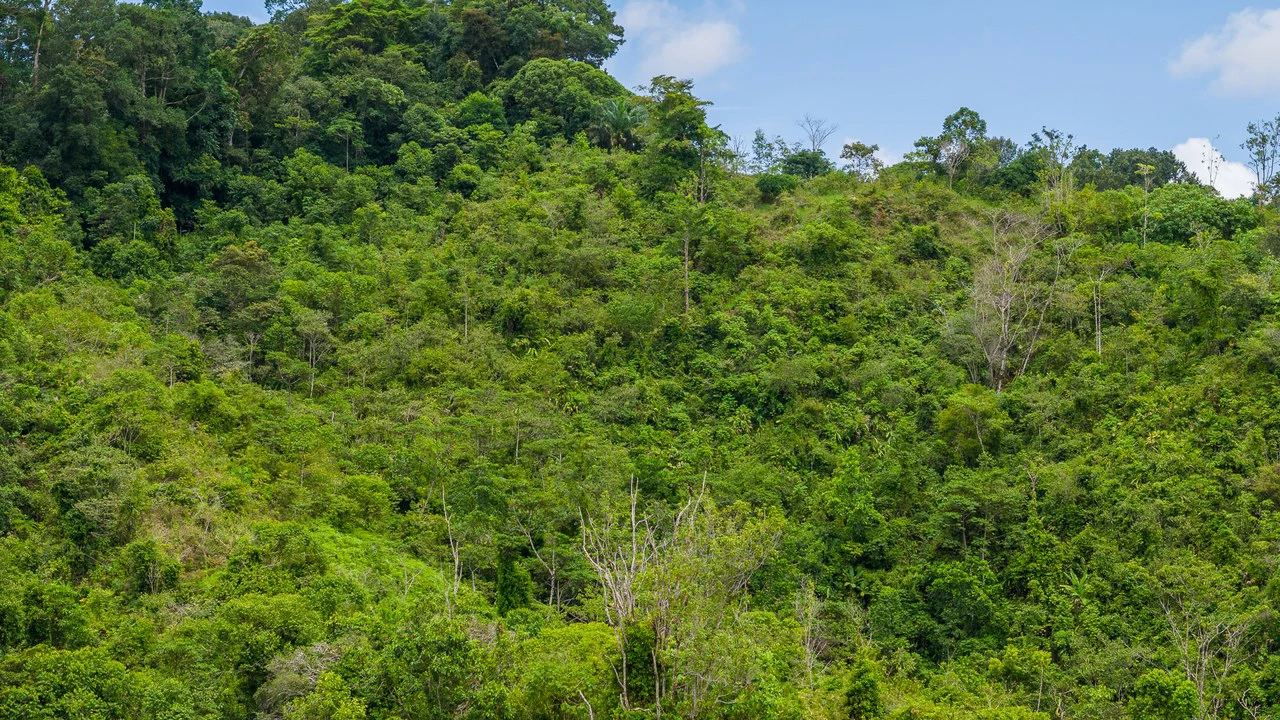 Costa Rican Gem with Conservation Potential: Preserve 26 Acres of Pristine Land - Gallery image 15