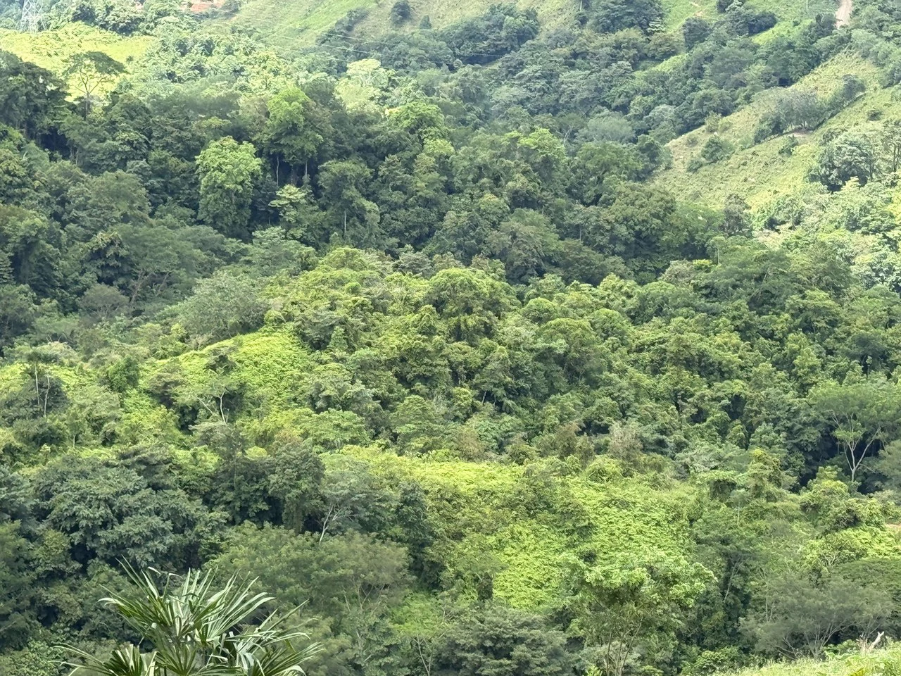 137 Acre Ocean View Farm with Riverfront in Southern Costa Rica - Gallery image 25