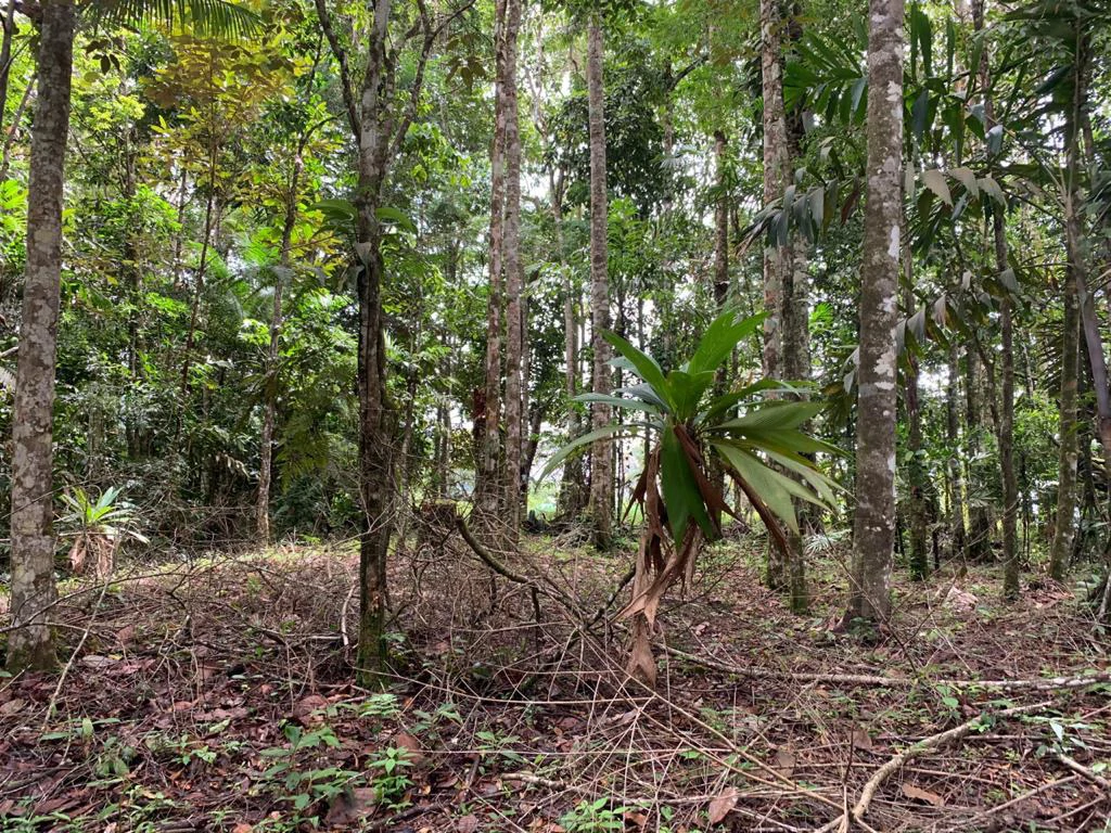 Ocean View Forest Reserve with Private Homesite Near Tinamastes - Gallery image 16