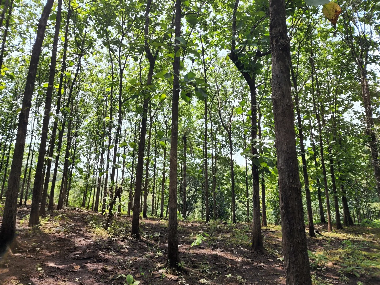 INVEST IN A TEAK PLANTATION FOR 25 YEARS - Gallery image 5