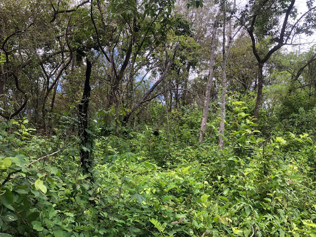 Mountain Farm for Sale in Liberia – Nature, Privacy, and High Investment Potential - Gallery image 14