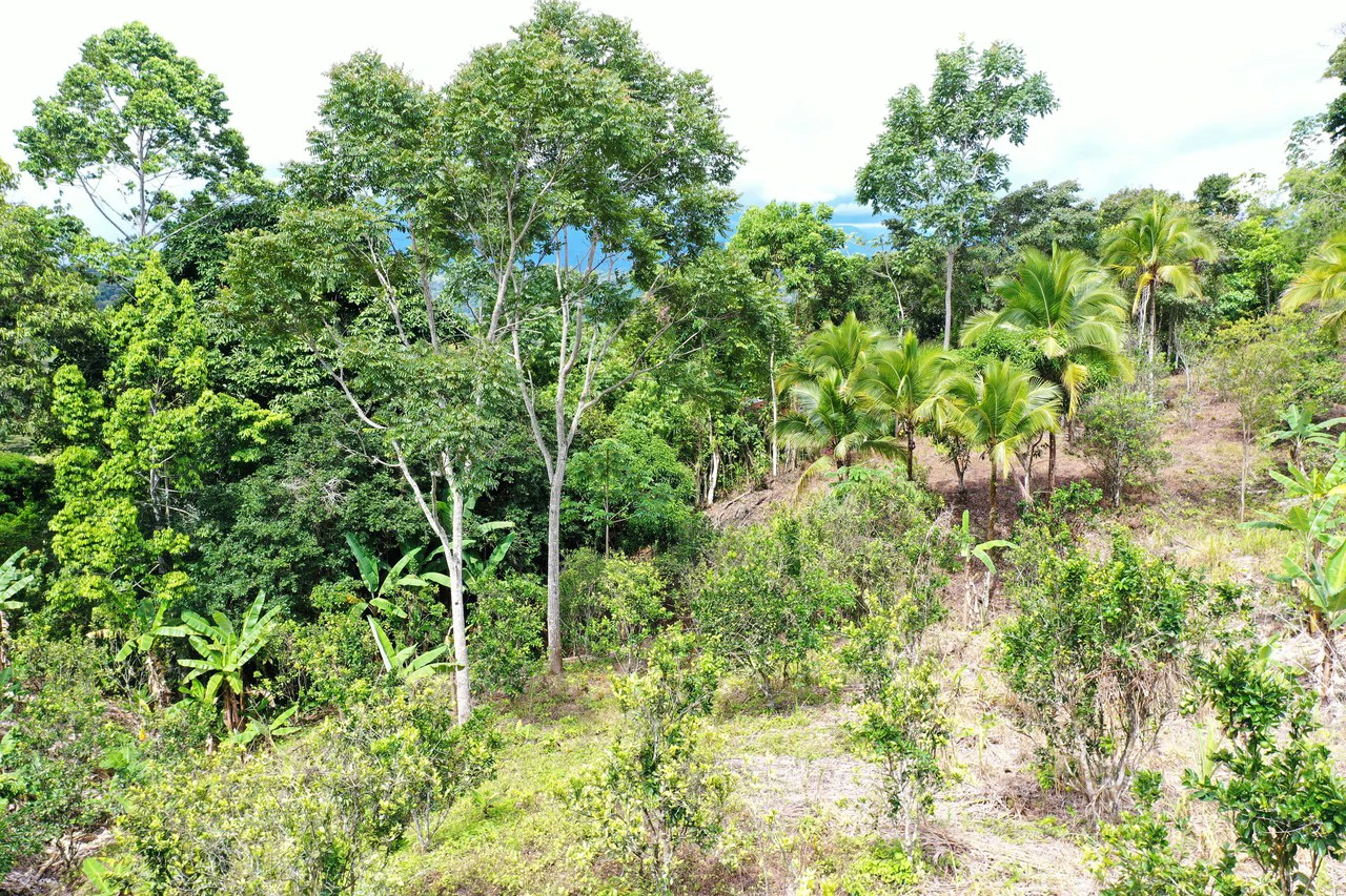4.6 Acre Tropical Fruit Farm with Elevated Homesite & Valley Views San Isidro - photo 4