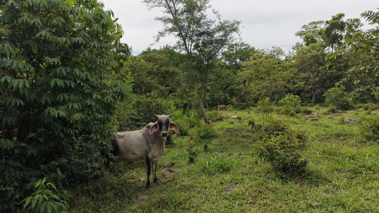 Mountain Home Construction Site For Sale in San Isidro del General - photo 10