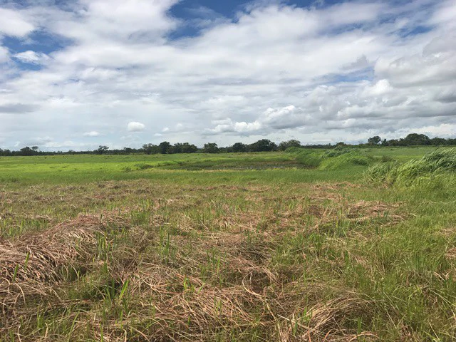 NYA project Price $ 17 m². 21 hectares - Gallery image 6