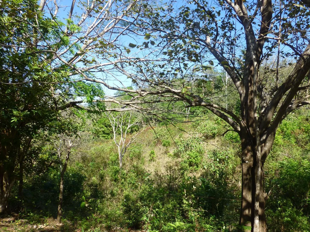 Ocean view farm for sale in the mountains of San Juanillo - Gallery image 28