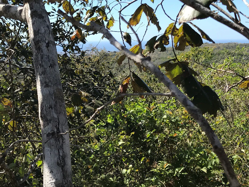 Ocean view farm for sale in the mountains of San Juanillo - Gallery image 21