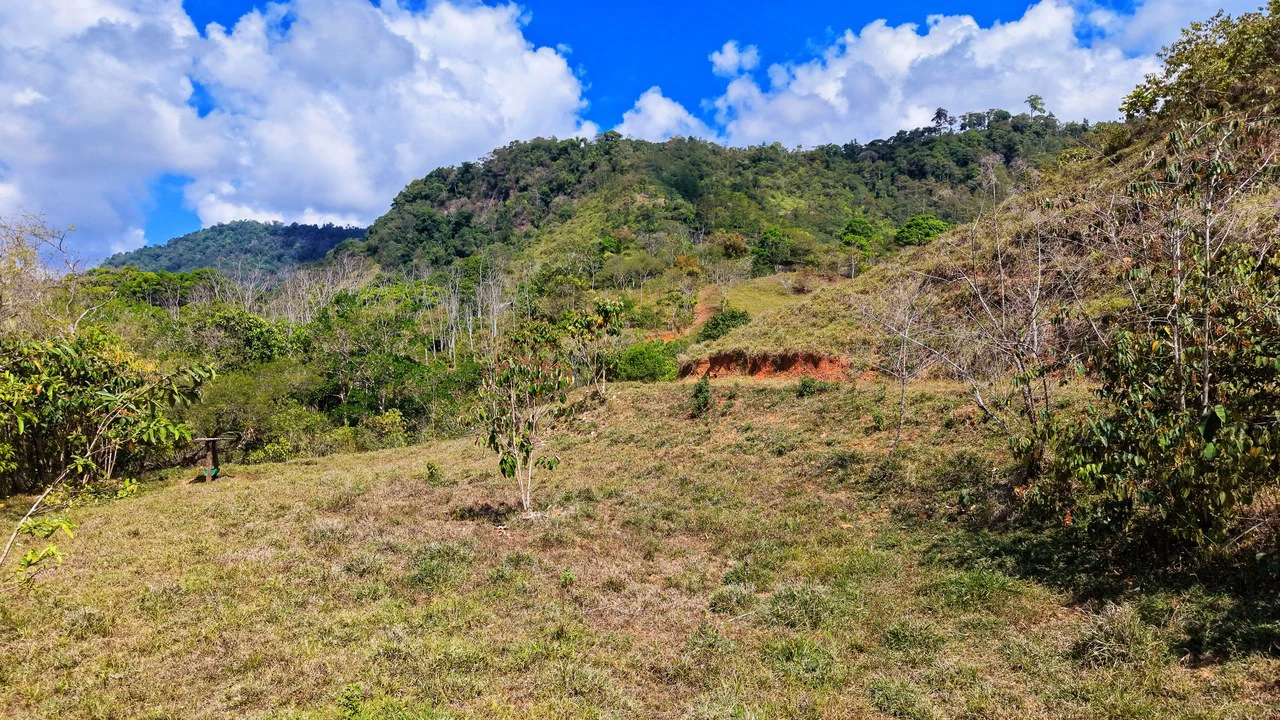 2.8 HA FARM FOR SALE IN SAN LUIS DE MORETE | MOUNTAIN VIEWS AND NEAR THE OCEAN - Gallery image 11