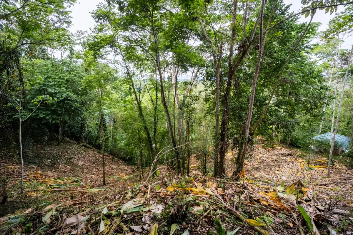 ID 1084: 5,500 sqm Lot with Mountain View in Iriria 1, Punta Uva - Gallery image 6