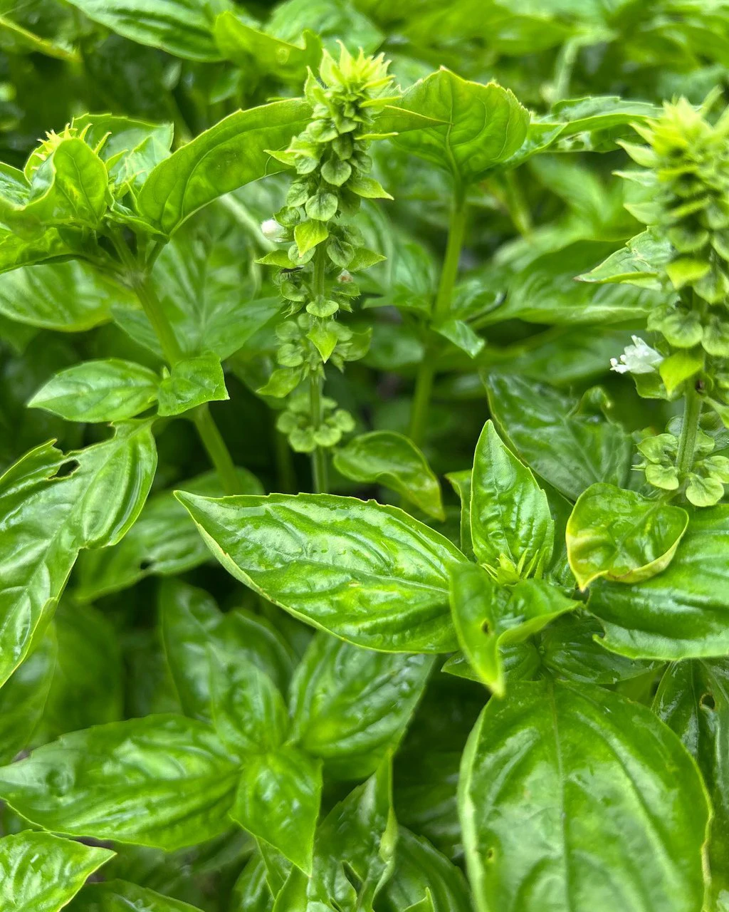 NATURES BOUNTY - Certified Organic Farm - Gallery image 23