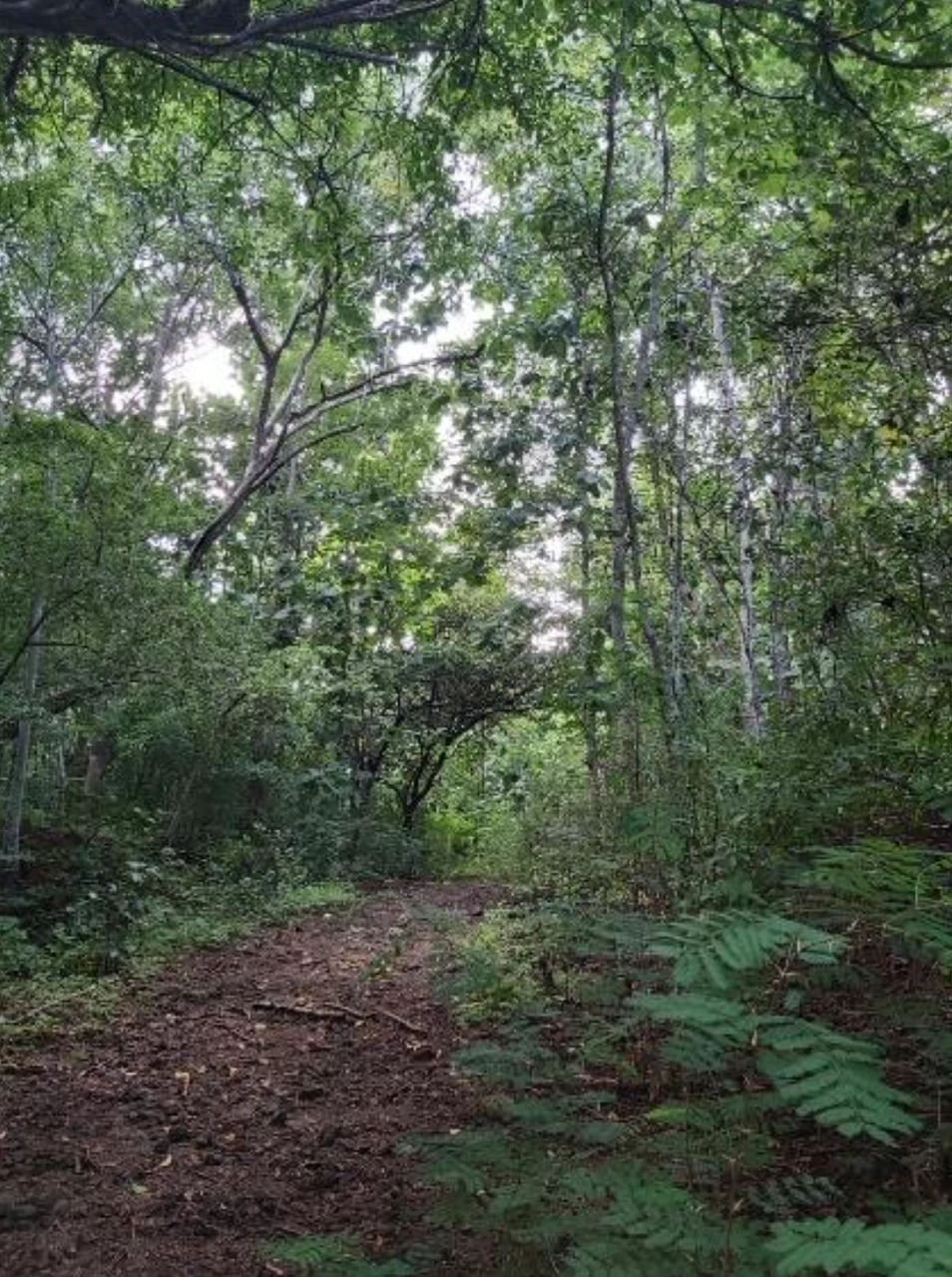 First Time Listed! Playa Avellanas Costa Rica Ocean View Development Land for Sale. Water and Land letter in Place. A Developer Dream! - Gallery image 4