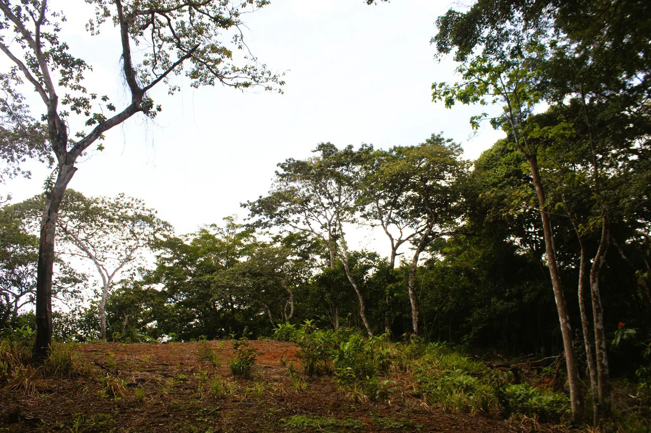 Wildlife Reserve Farm close to Ojochal - photo 3
