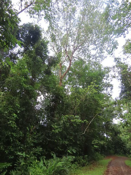 34-Acres of Forest For Sale in Riyito de Puerto Jimenez - Gallery image 5