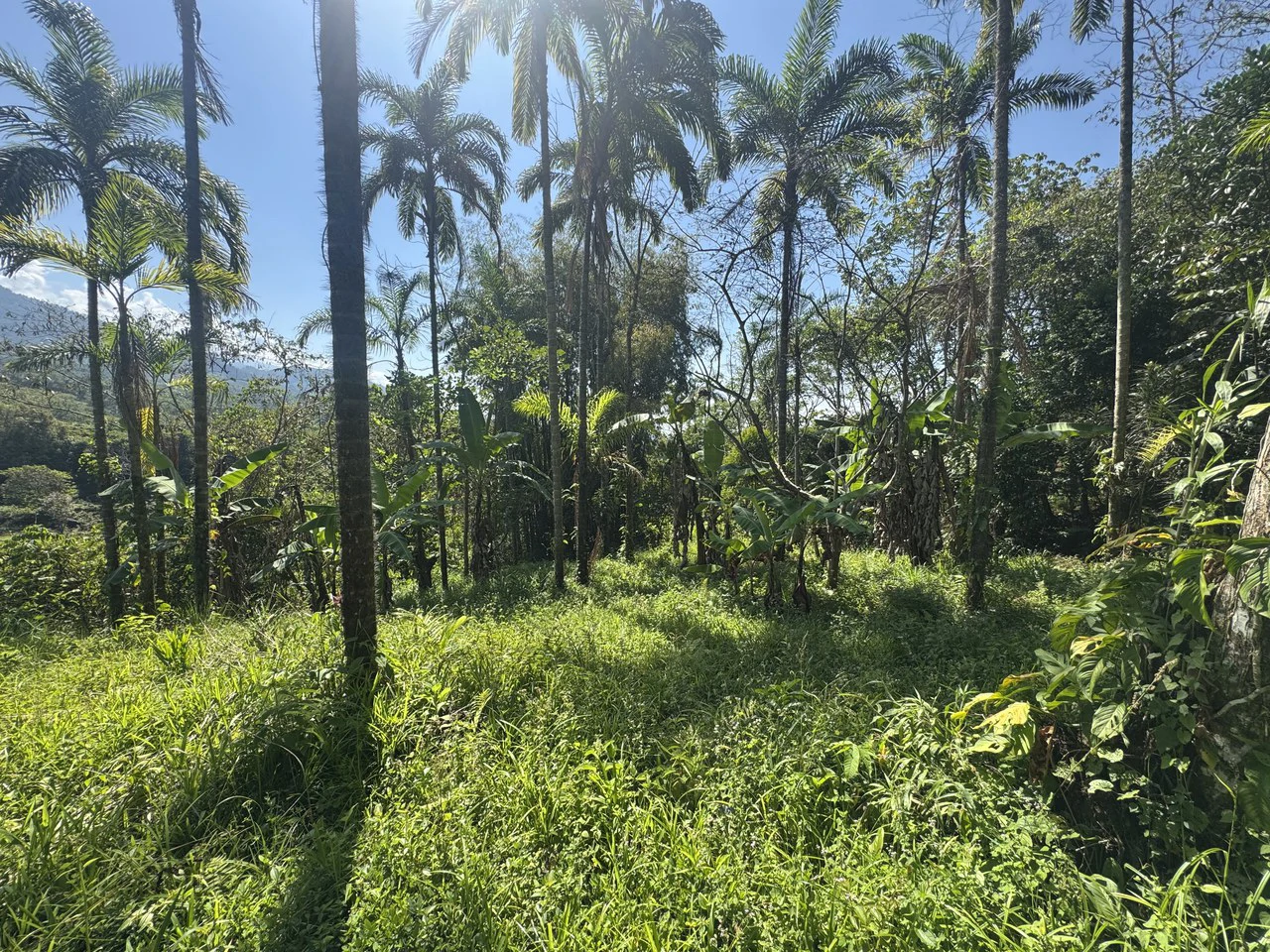 8 Acre Riverfront Sanctuary in San Pedrito Pérez Zeledón - Gallery image 20
