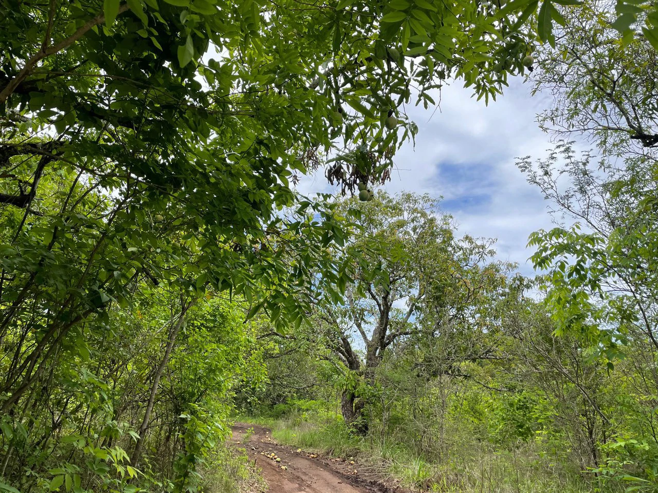 Beautiful private Mango farm and river frontage in Irigaray, 15 minutes from Liberia - Gallery image 6