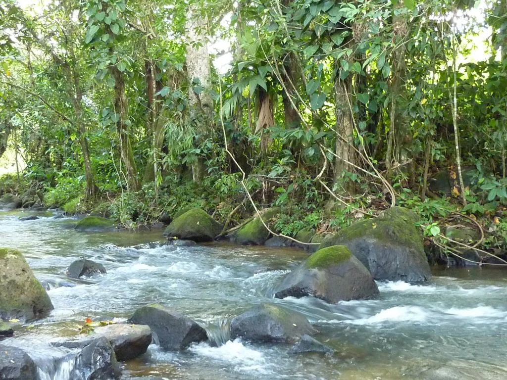 Beautiful Paradise farm for sale in the Bijagua area, nature, peace, and riverfrontage - Gallery image 4