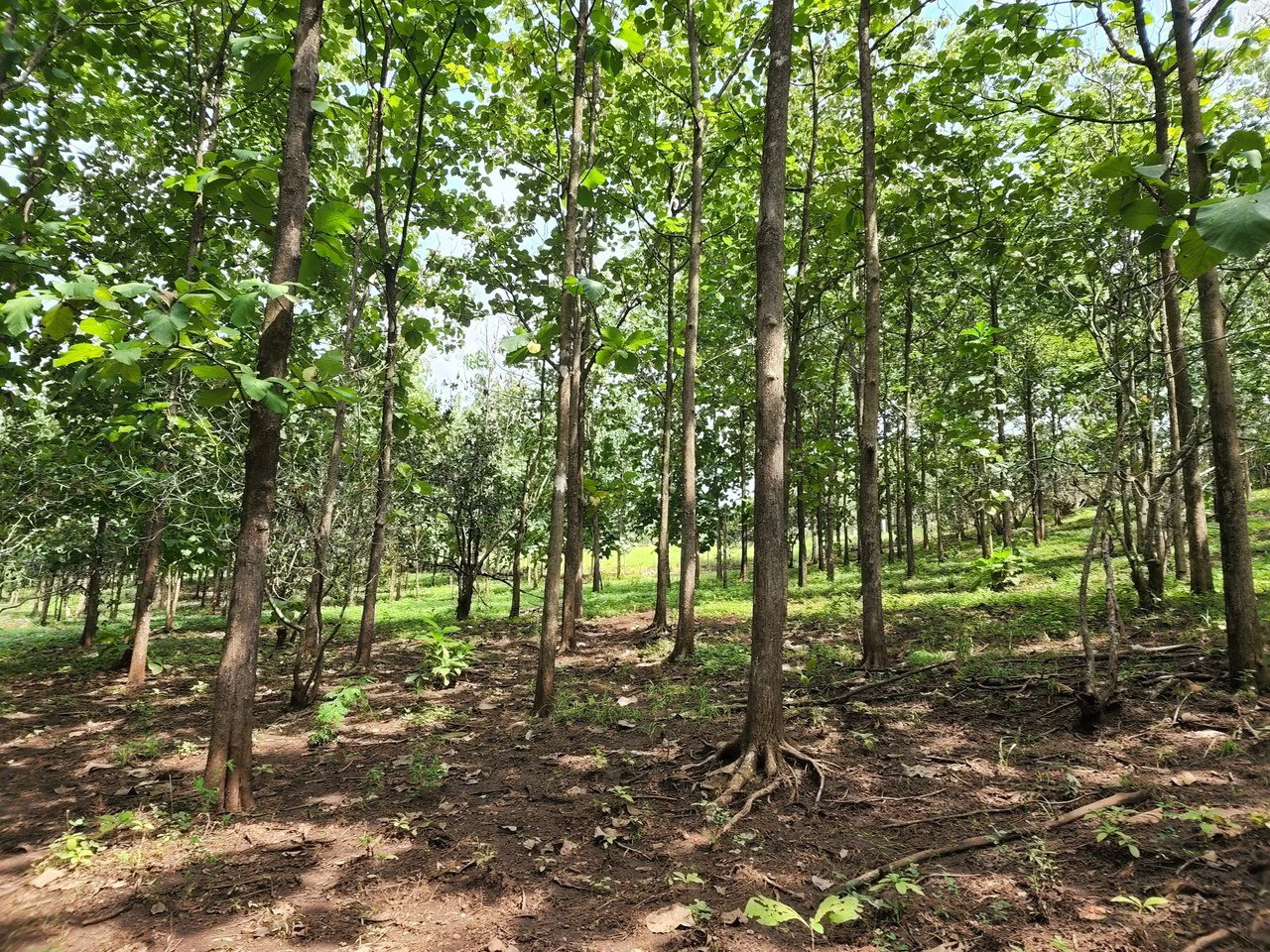 INVEST IN A TEAK PLANTATION FOR 25 YEARS - Gallery image 20