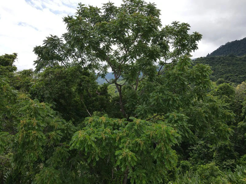Panoramic 180 Degree Ocean View Lot Ready To Build Close To Ojochal - Gallery image 30