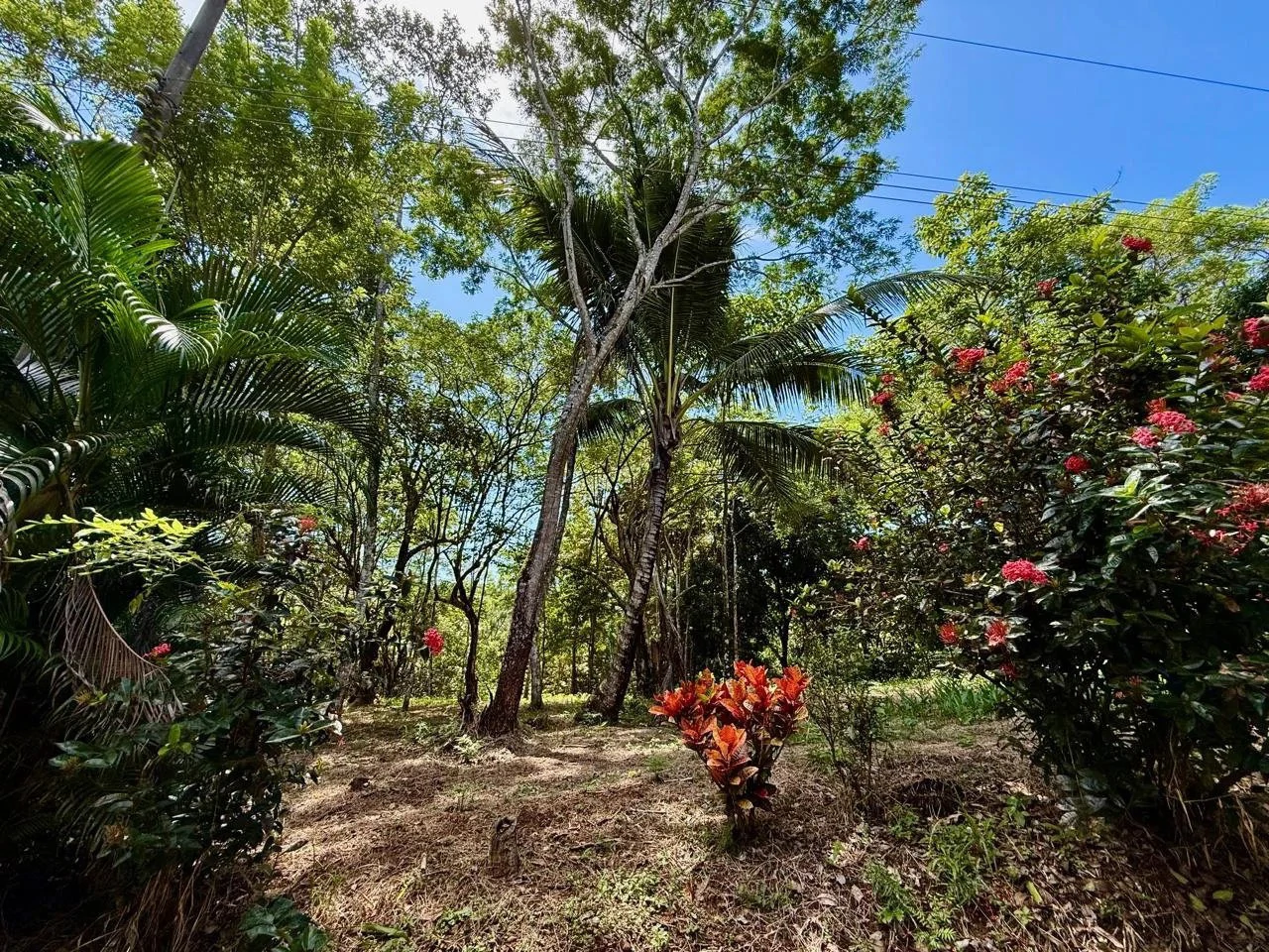 Suenos Montezuma: Jungle lot, but in a gated community close to Cobano and Montezuma.  Shopping in one direction, and surf town in the other.  "Suenos Montezuma"   5000m2, Lot #3  $250,000. USD - Gallery image 10