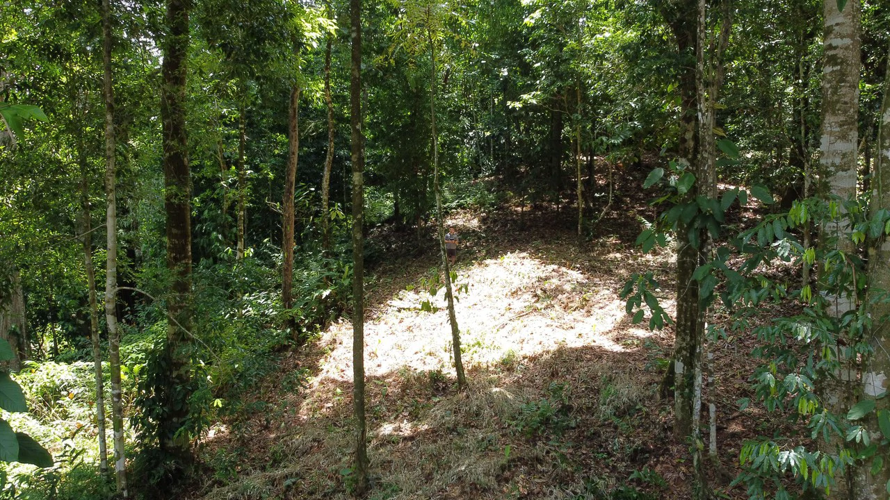 1.6 Acres Land Parcel in Ballena, Jungle Views.: Mountain Home Construction Site For Sale in Bahía Ballena - Gallery image 5