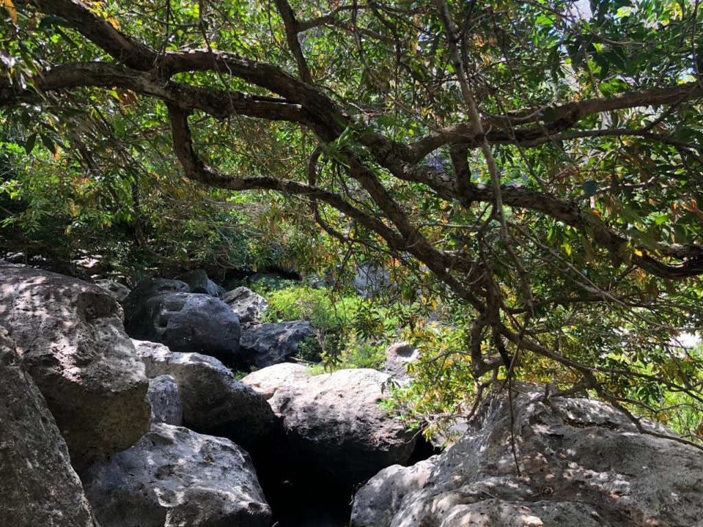 Big Farm: Property of 231 hectares in the Salto de Bagaces - Gallery image 12