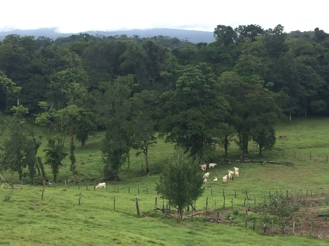 Expansive 83-Hectare Agricultural & Ranch Land in Sarapiquí, Heredia - Gallery image 4