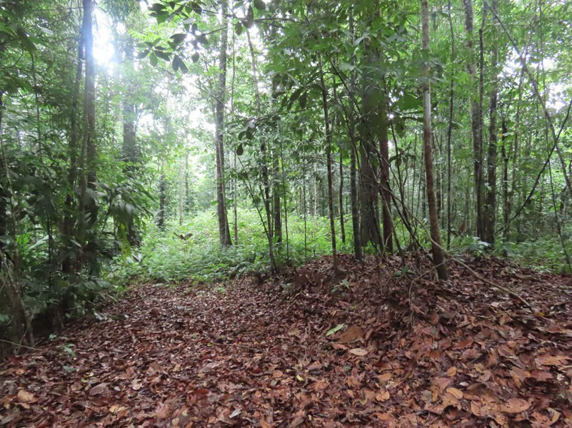 34-Acres of Forest For Sale in Riyito de Puerto Jimenez - Gallery image 21