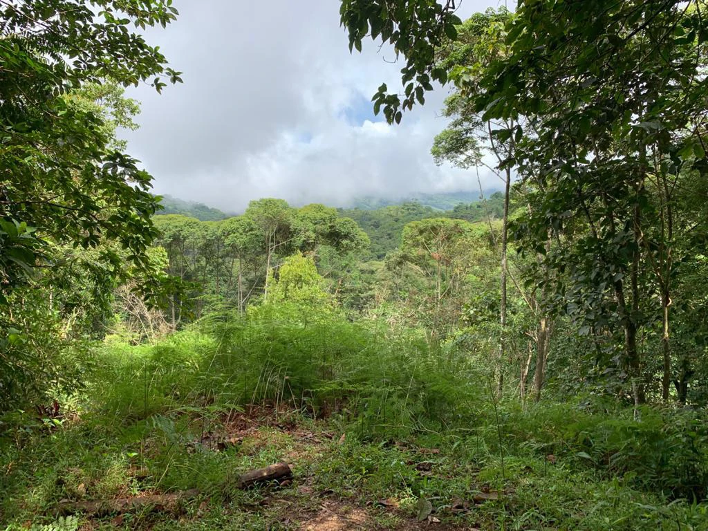 Ocean View Forest Reserve with Private Homesite Near Tinamastes - Gallery image 5