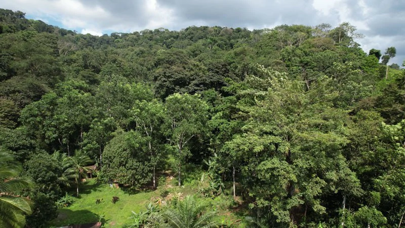 Ocean View & Primary forest 55-ha Rincon de Osa - Gallery image 6
