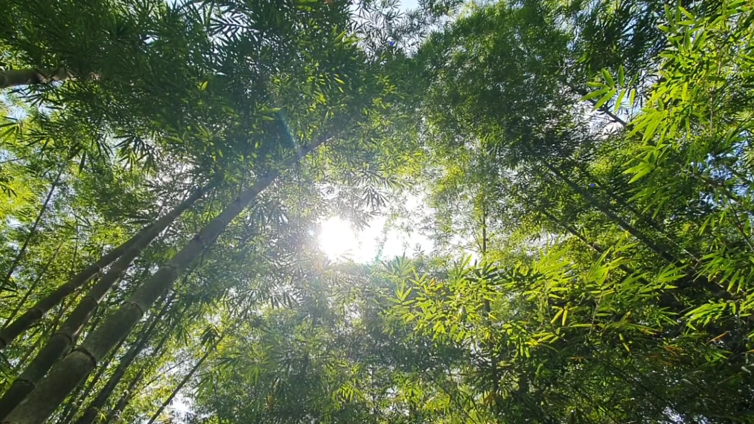Property #2 with Bamboo Plantation, Development Opportunity (Residential, Hotel, and Industrial). - Gallery image 10
