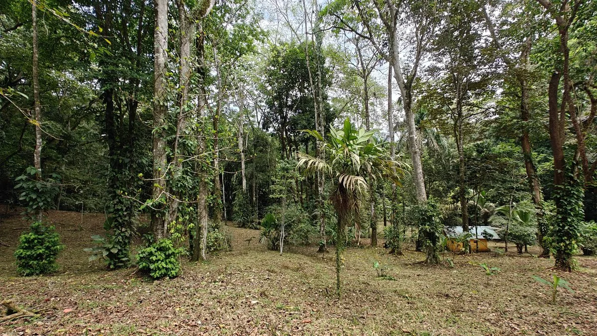 ID 1055: Elevated Jungle Residence on Expansive Riverfront Jungle Land - Gallery image 20