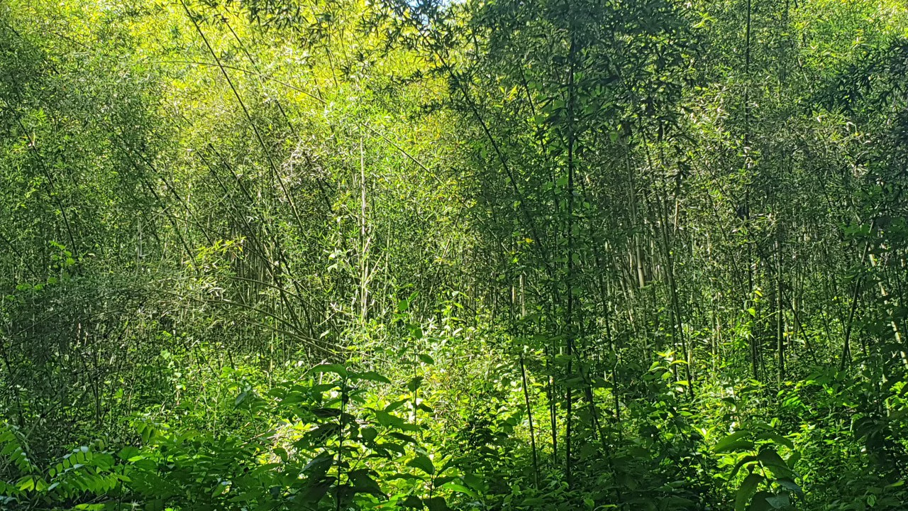 Property #1 with Bamboo Plantation, Development Opportunity (Residential, Hotel, and Industrial). - Gallery image 10