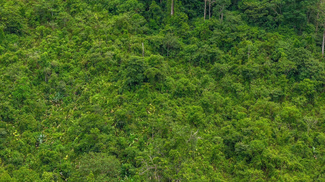 Costa Rican Gem with Conservation Potential: Preserve 26 Acres of Pristine Land - Gallery image 13