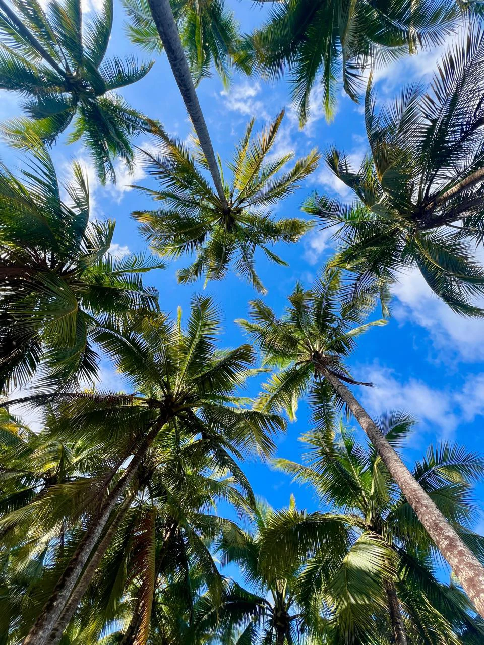 Propiedad de Alta Rentabilidad con Uso Mixto en Playa Hermosa: Income-Producing Ocean View Property in Playa Hermosa, Santa Teresa – 1.8 Acres with Mixed-Use Zoning, Prime Location, and Proven Rental  - Gallery image 10