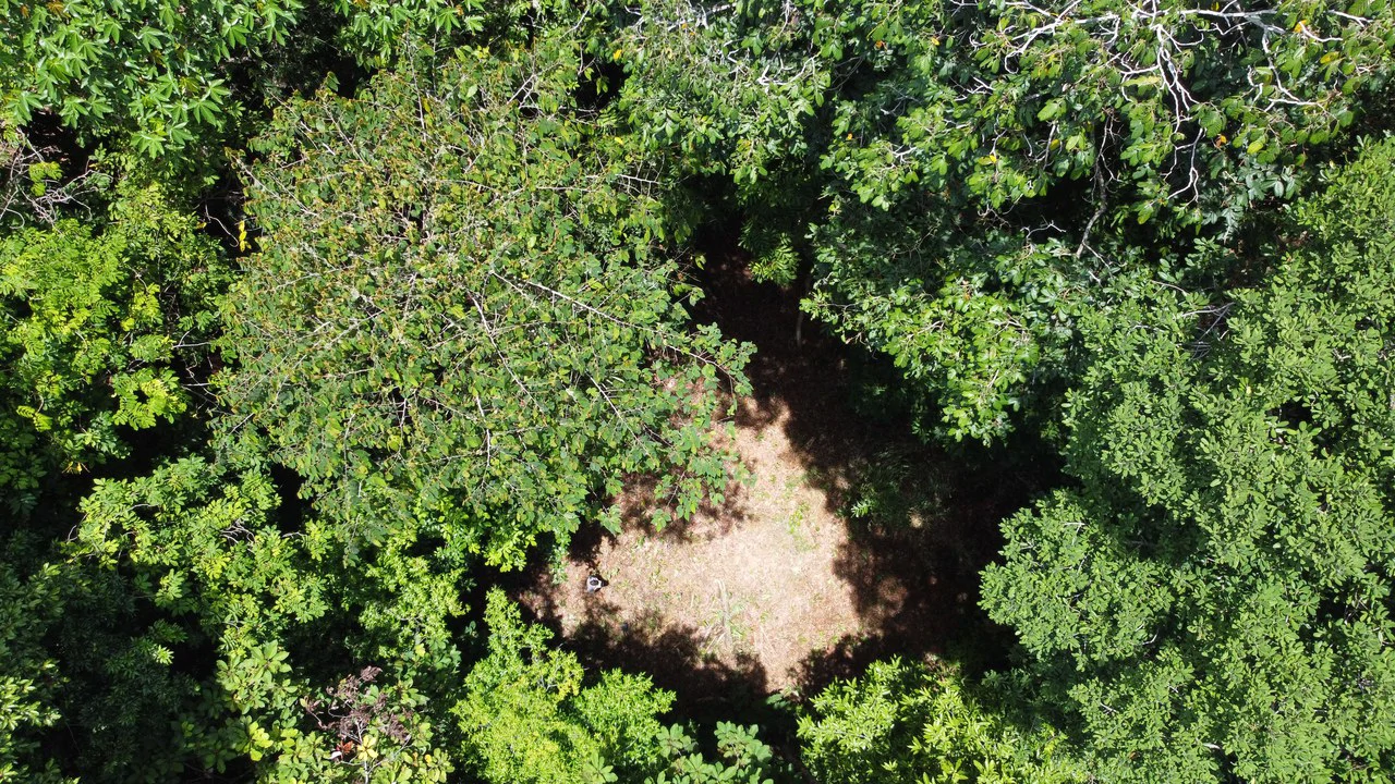1.6 Acres Land Parcel in Ballena, Jungle Views.: Mountain Home Construction Site For Sale in Bahía Ballena - Gallery image 2
