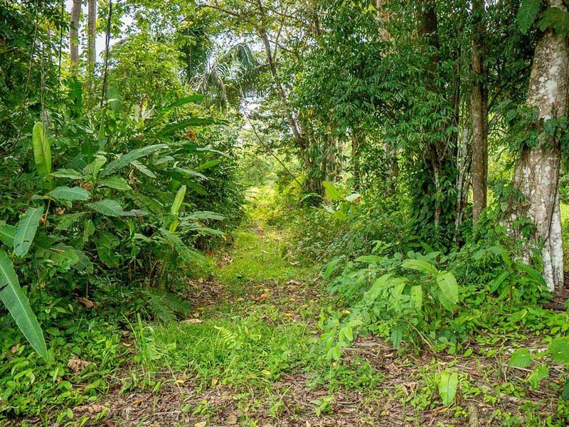 Titled Beach Property in the Osa - Gallery image 8