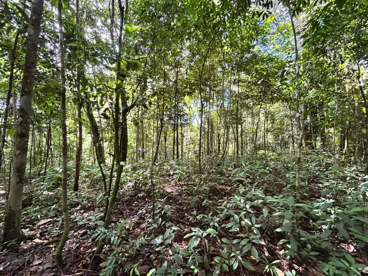 Finca Las Cataratas in Ballena: Mountain Home Construction Site For Sale in Bahía Ballena - Gallery image 15