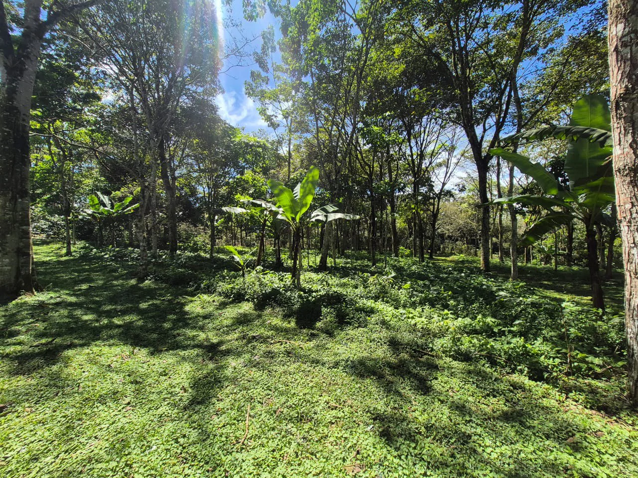 Mountain Home Construction Site For Sale in Centro de Pérez Zeledón - Gallery image 3