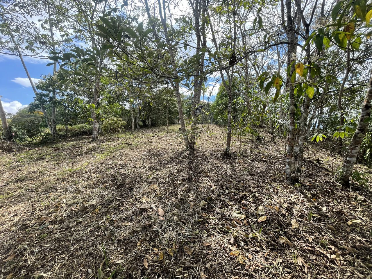 Elevated Two and a Half Acres with Cool Breeze in San Isidro del General - Gallery image 15