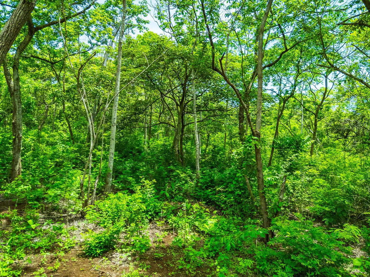 Adventure Meets Nature: Private 1.75acres Lot Minutes from Playa Negra - Gallery image 10