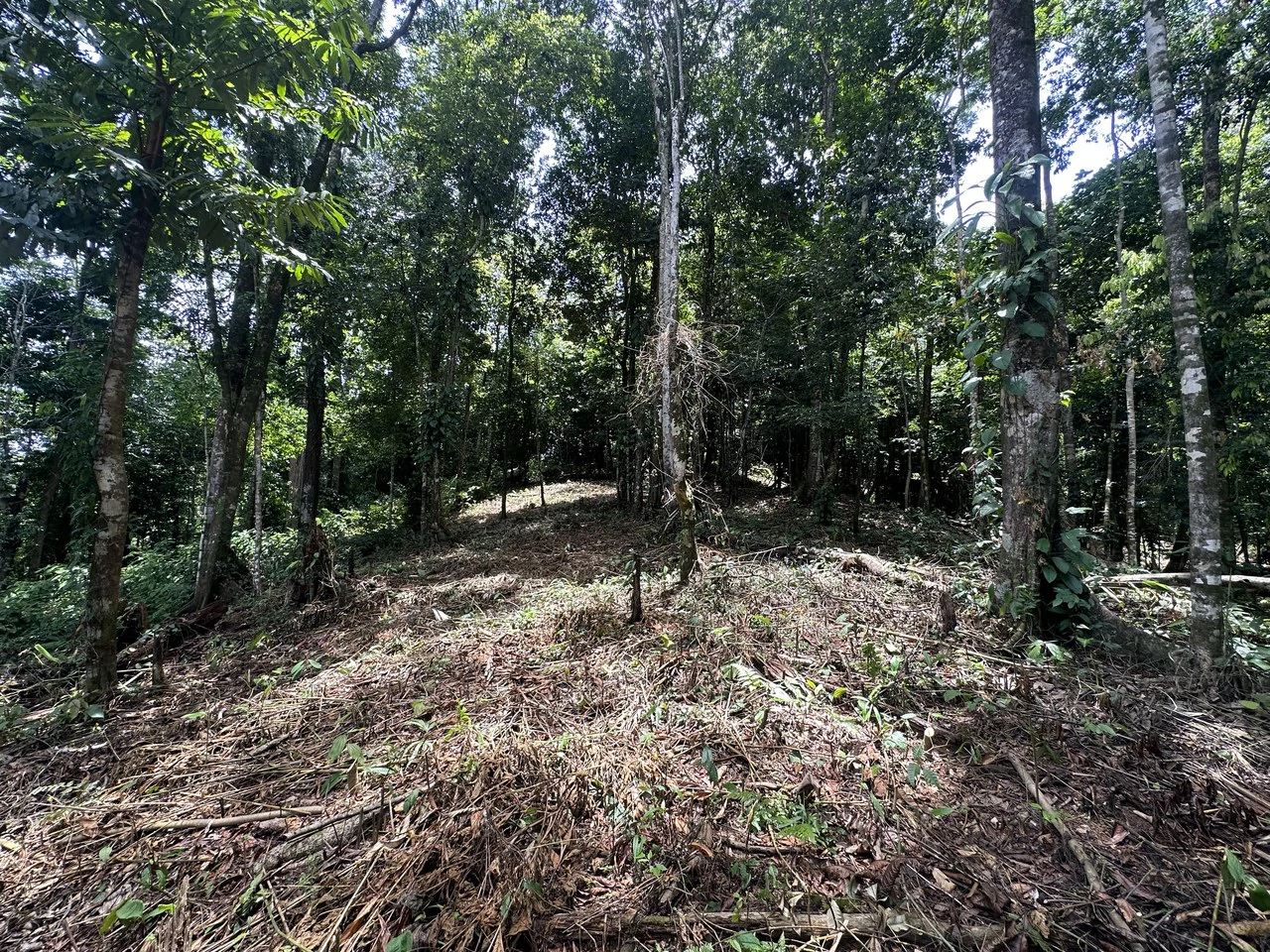 1.6 Acres Land Parcel in Ballena, Jungle Views.: Mountain Home Construction Site For Sale in Bahía Ballena - Gallery image 17