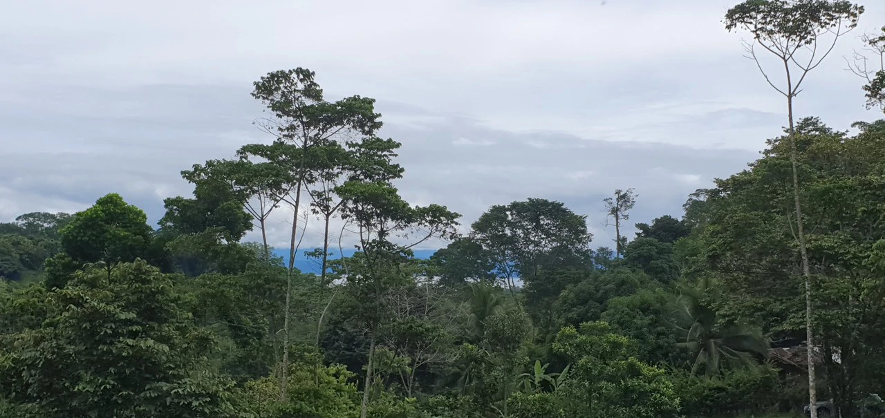 GULF VIEW PROPERTY IN PUERTO JIMENEZ, COSTA RICA - Gallery image 10