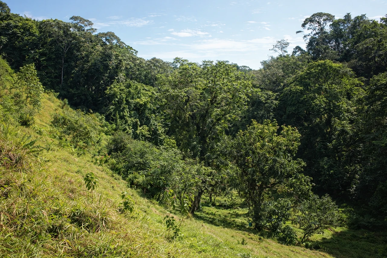 10-Hectare Farm for Sale in Sarapiquí, Heredia – Two Internal Rivers & Public Road Frontage | Ideal for Eco-Development - Gallery image 8