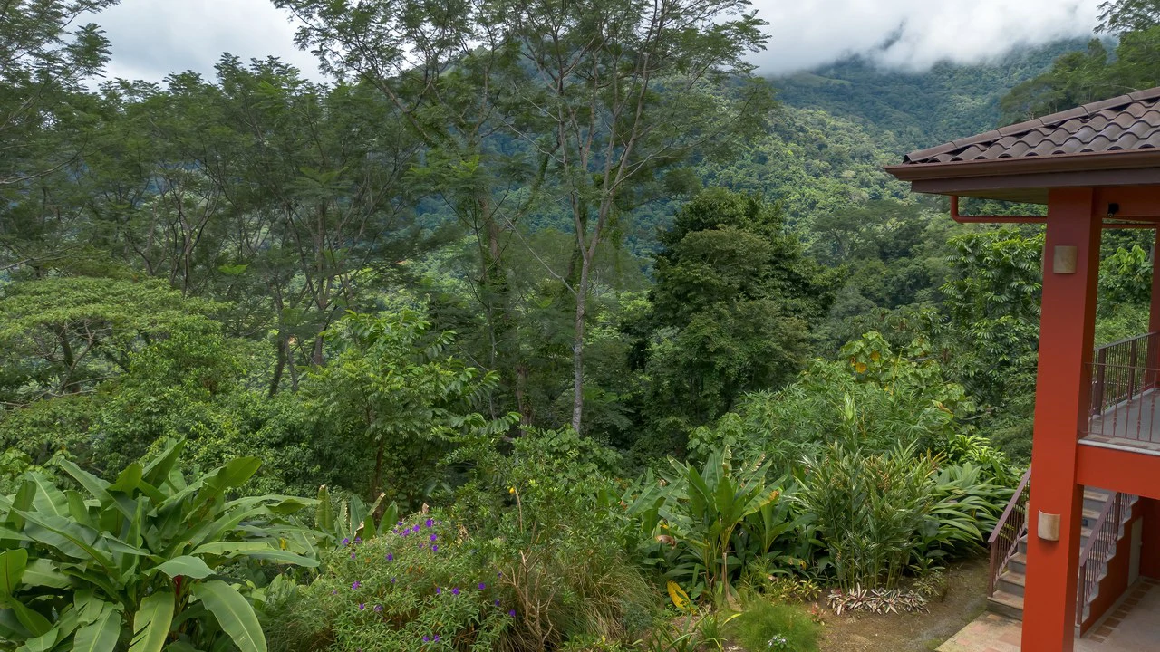Build-Ready Ocean View Land with Guest House & Fruit Orchard | Tres Rios, Costa Rica - Gallery image 10