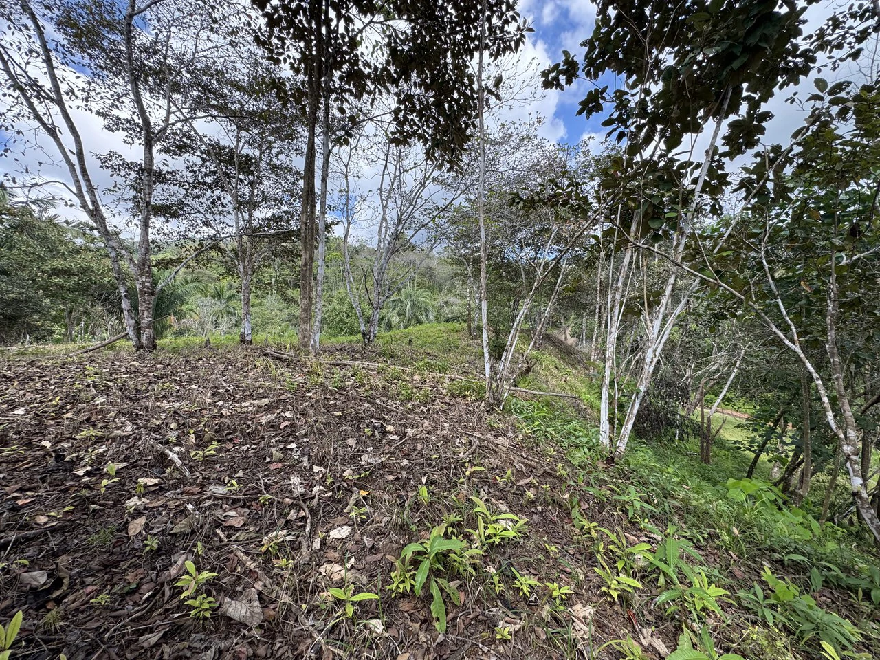 12 Acre Farm in Private Agricultural Community South of Ojochal - Gallery image 12