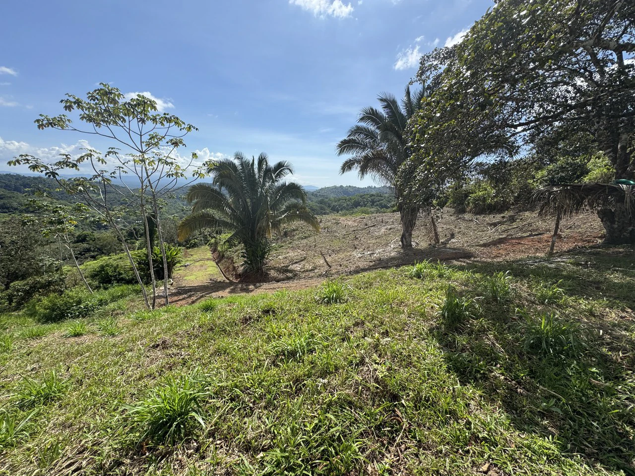 12 Acre Ocean View Farm in a Private Agricultural Community - Gallery image 3