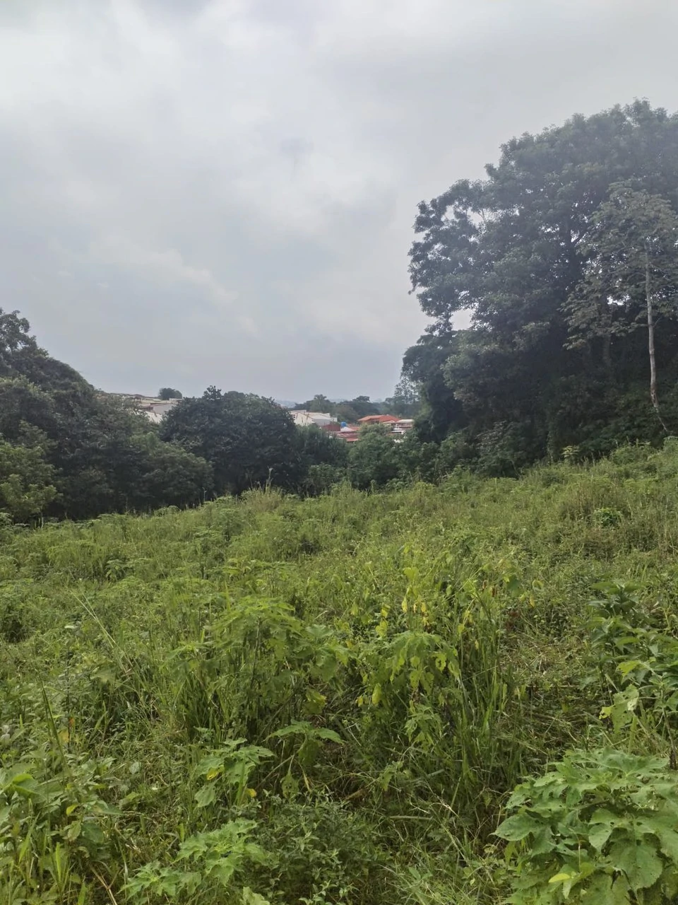 Farm in Desamparados, Alajuela: Ideal for Developers with Permits and Potential for 46 Lots - Gallery image 7